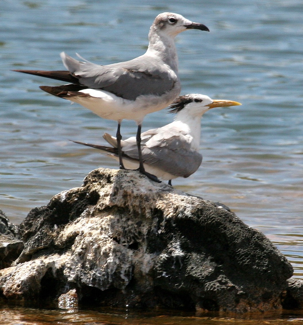 Gaviota Guanaguanare - ML59517141