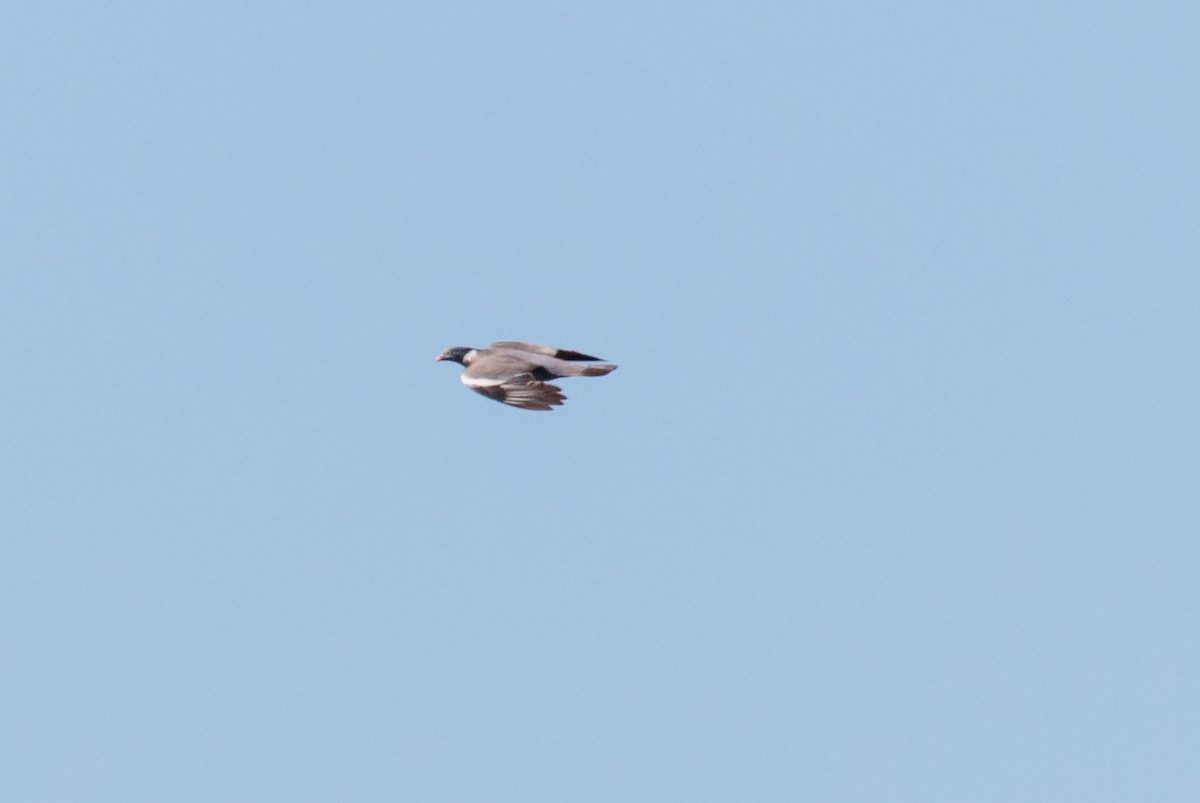 Common Wood-Pigeon - Bob Bowhay