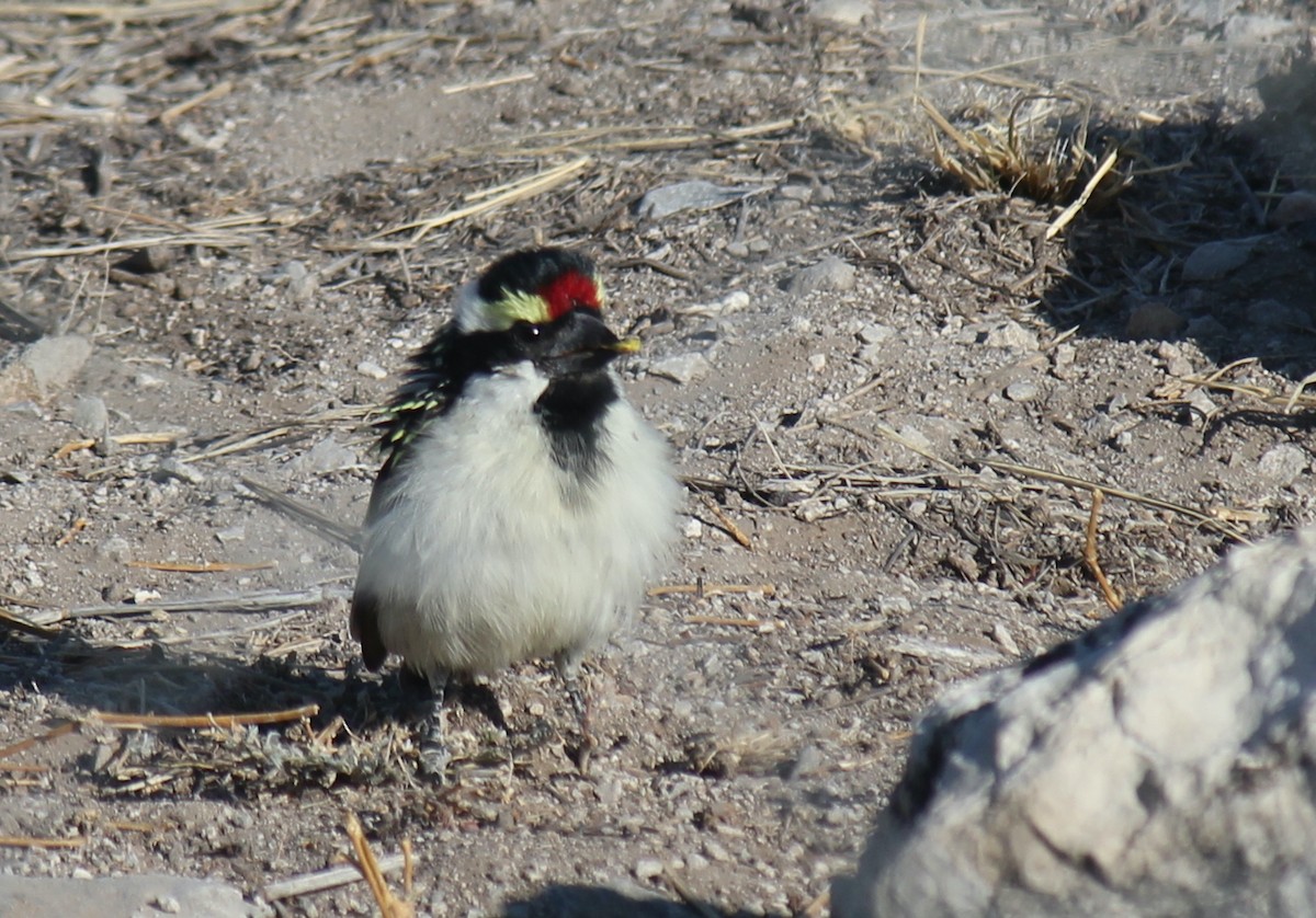 Pied Barbet - ML595172761