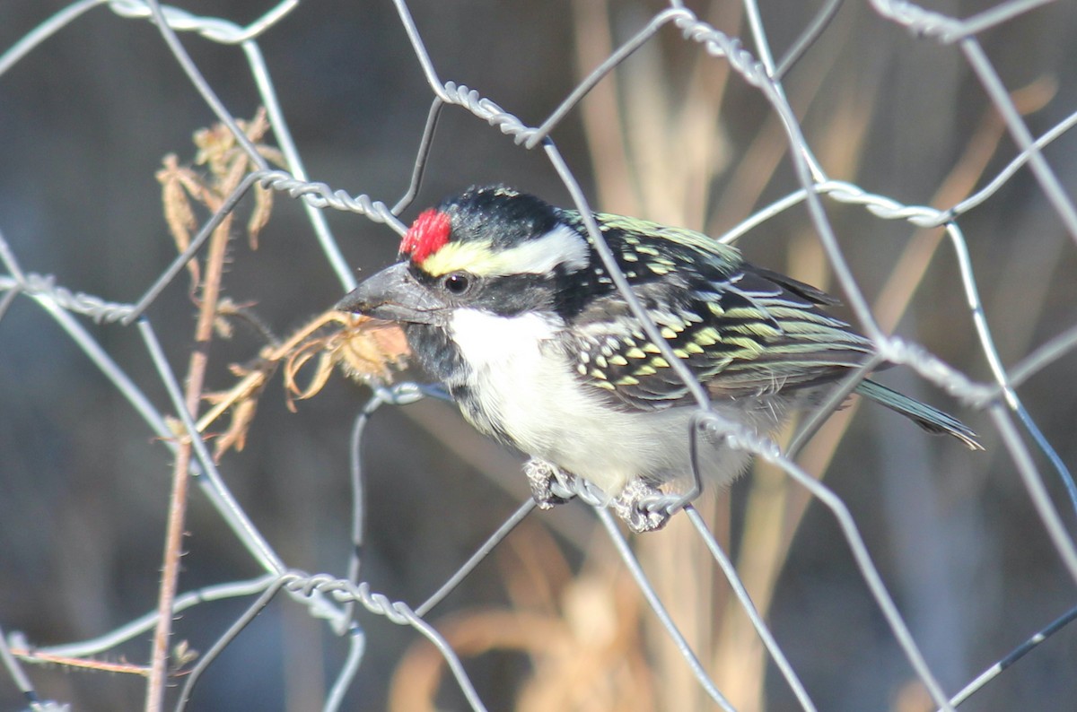 Pied Barbet - Ian McCutcheon