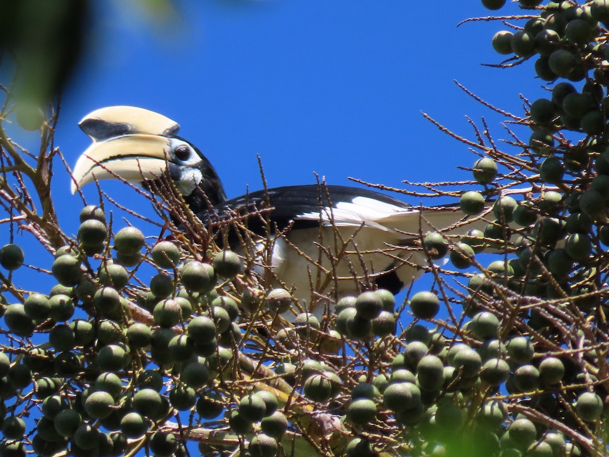 Oriental Pied-Hornbill - ML595174071