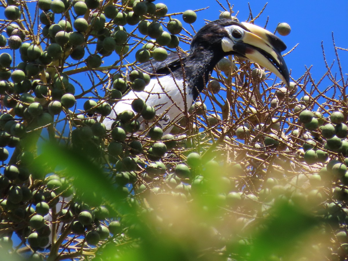 Oriental Pied-Hornbill - ML595174081