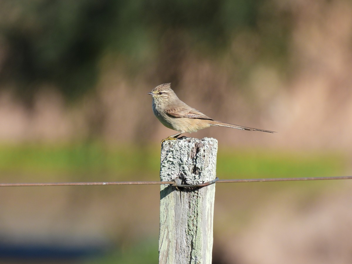 Tufted Tit-Spinetail - Laura Magallanes