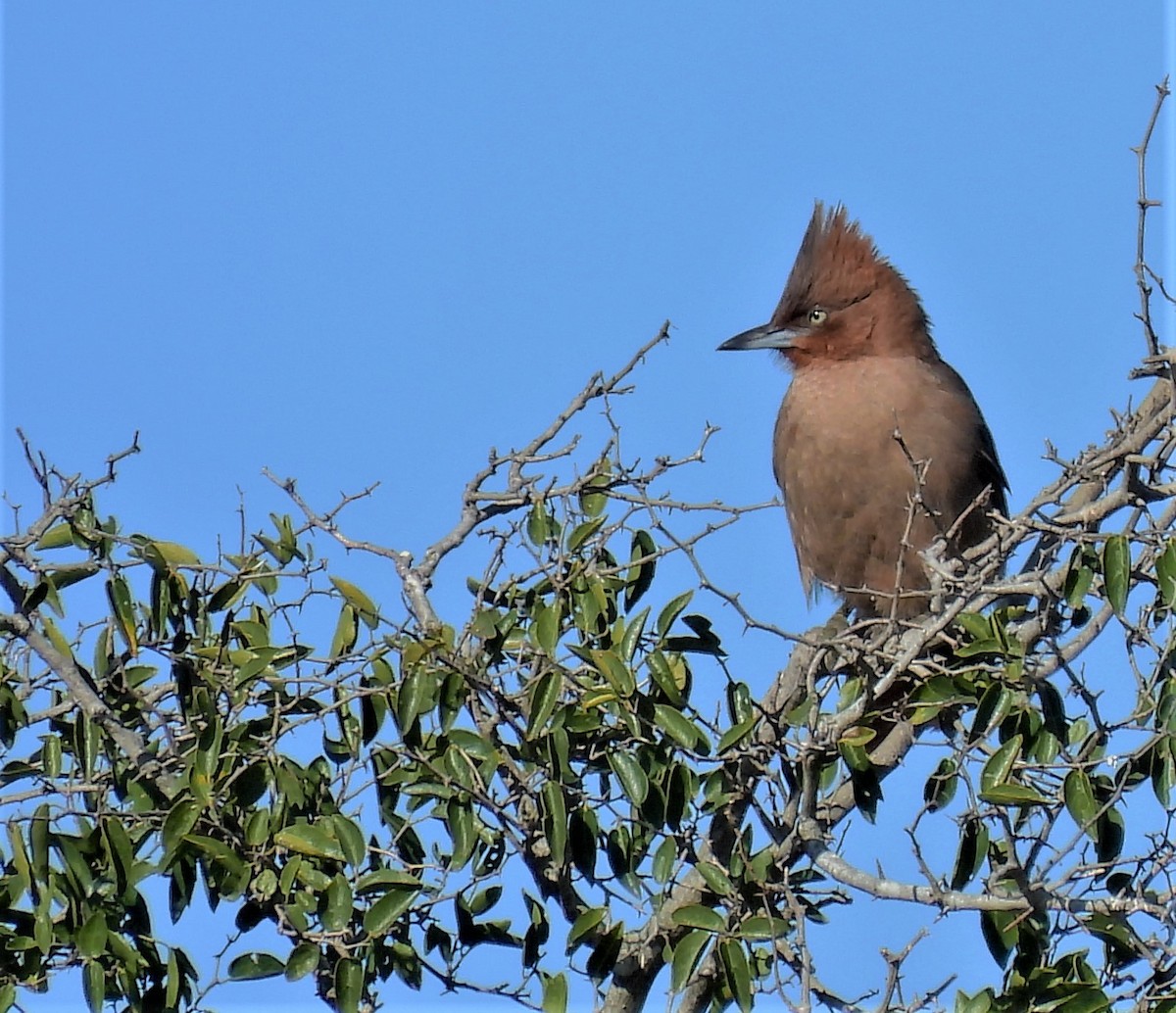 Brown Cacholote - ML595174501