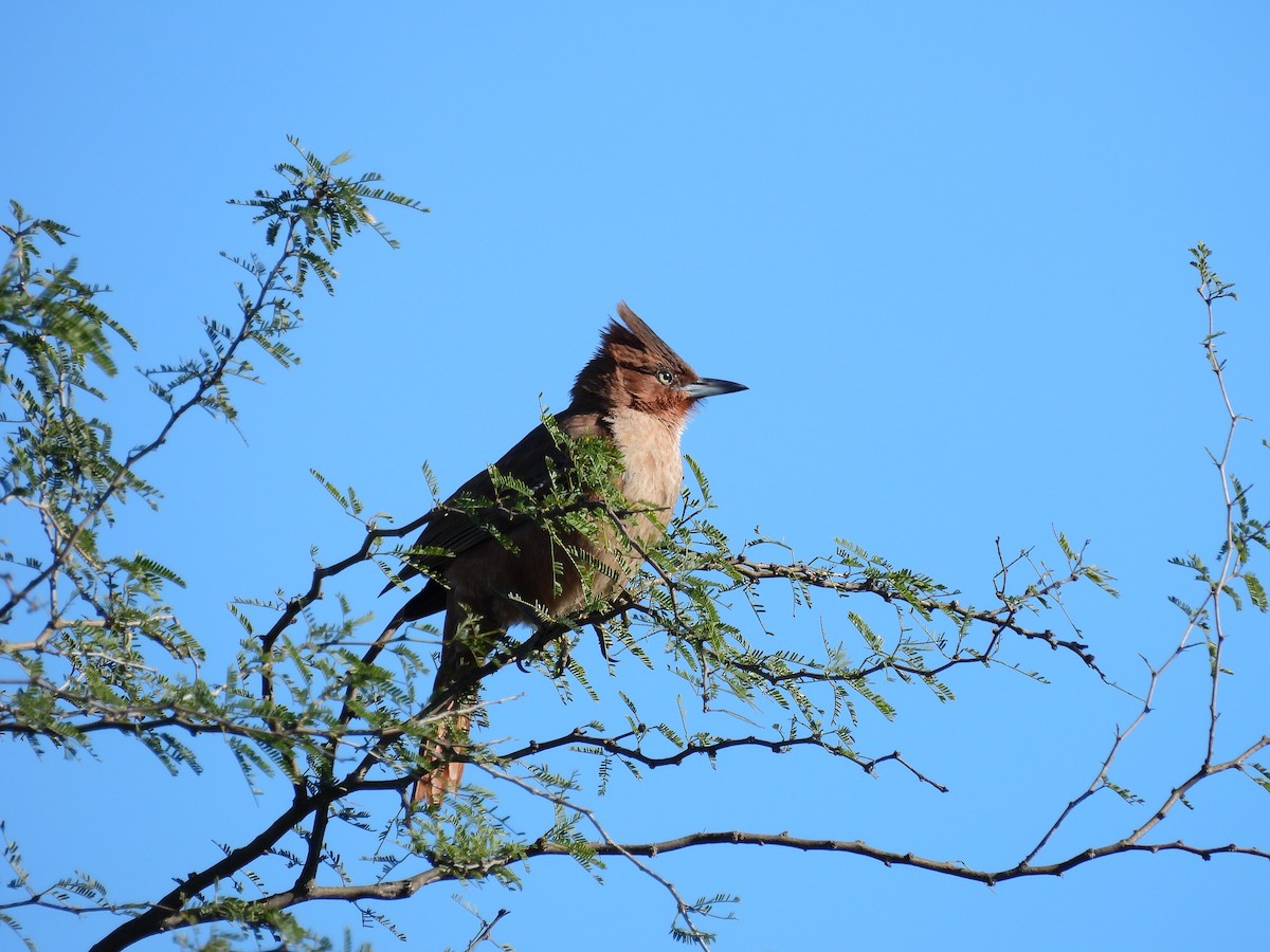 Brown Cacholote - ML595174521