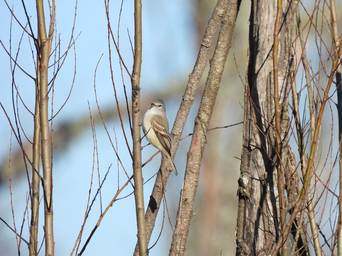 Southern Beardless-Tyrannulet - ML595174631