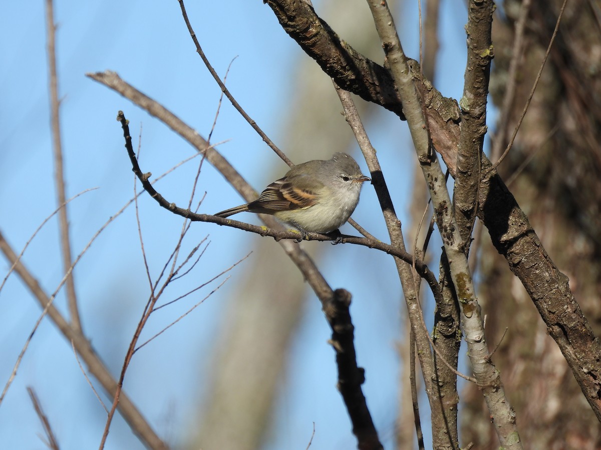 Southern Beardless-Tyrannulet - Laura Magallanes