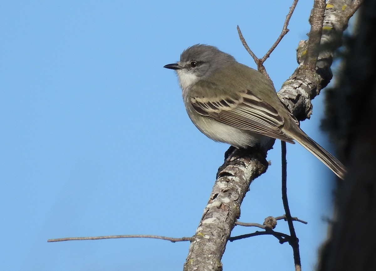 Suiriri Flycatcher - ML595174771