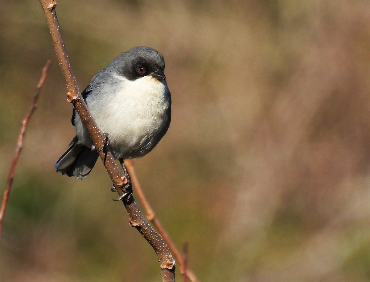 Black-capped Warbling Finch - ML595174991