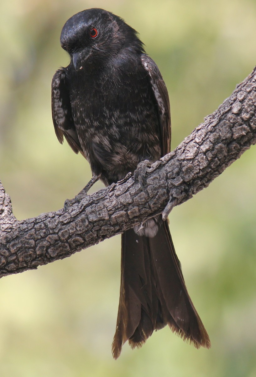 Fork-tailed Drongo - ML595175401