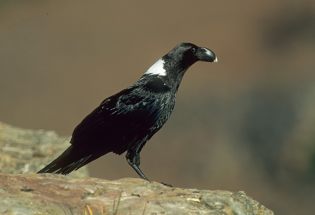 White-necked Raven - ML595175441