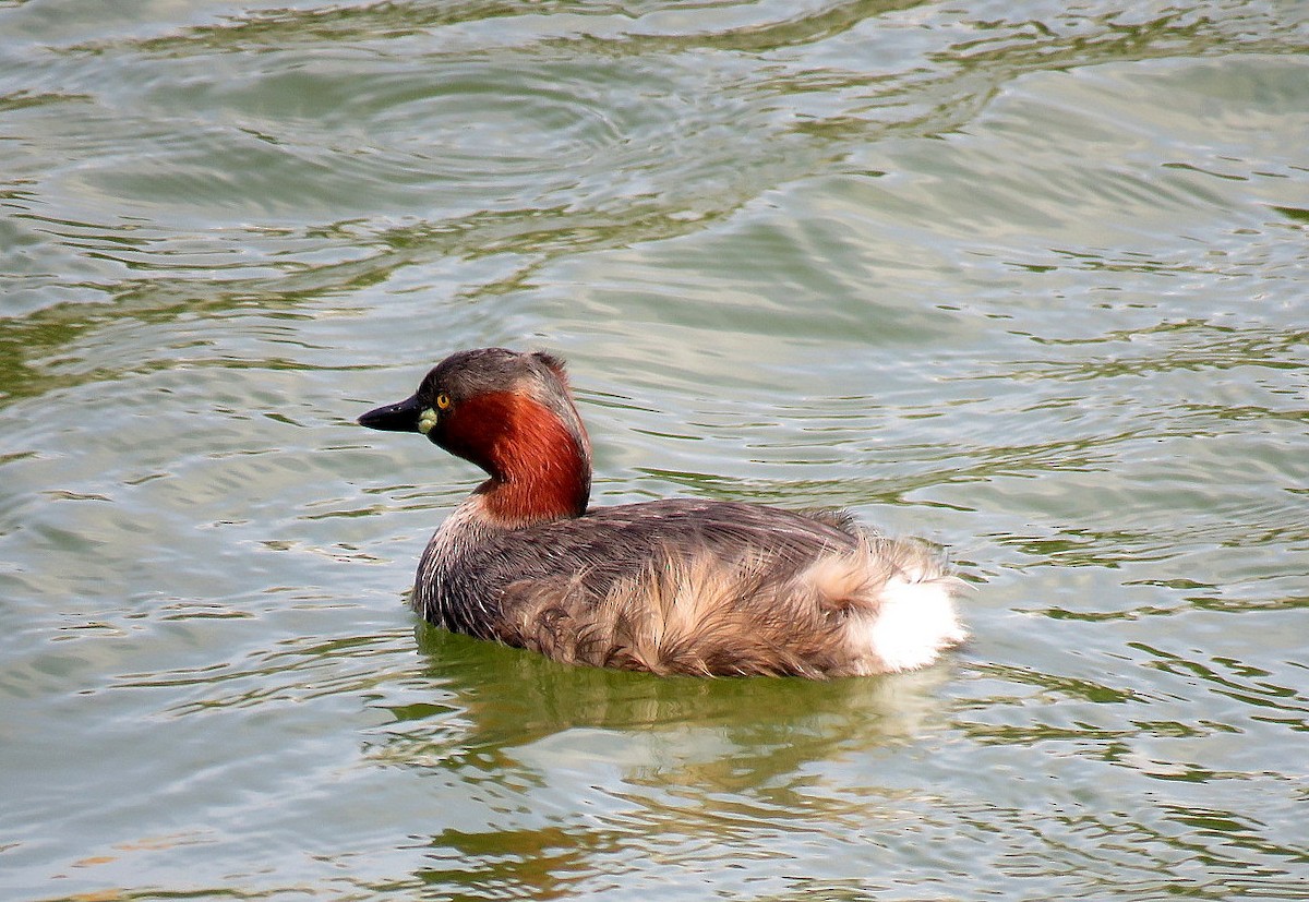 Little Grebe - ML595175861