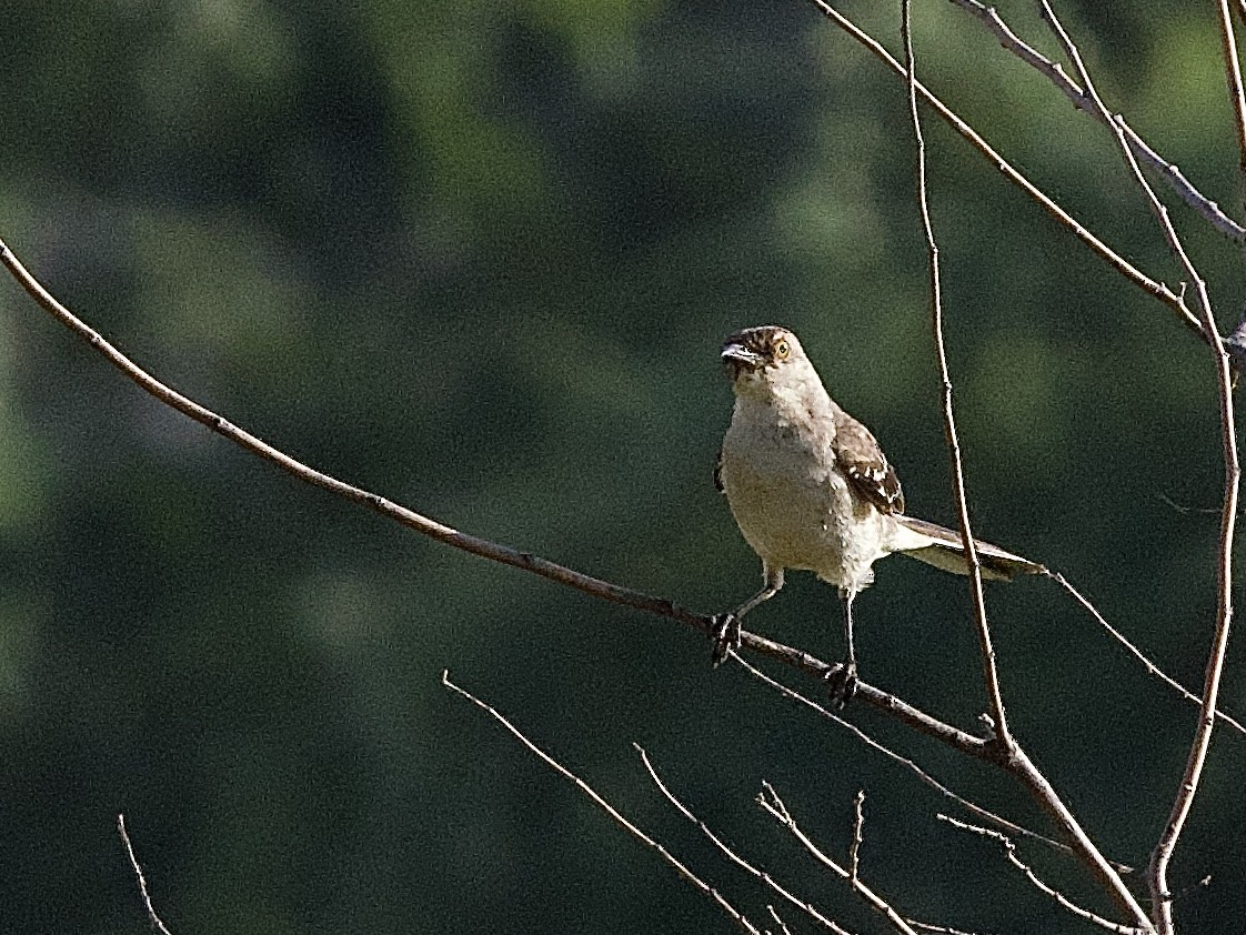 Northern Mockingbird - ML595176151