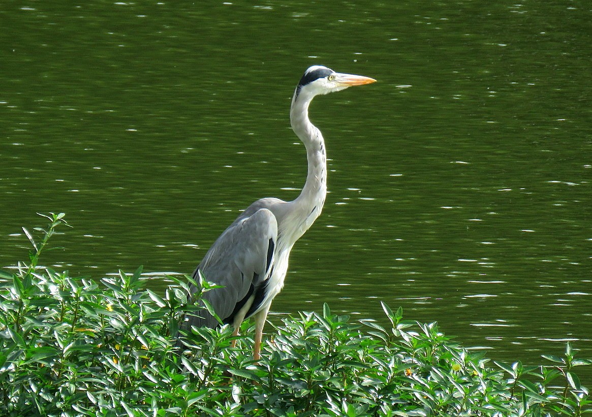 Gray Heron - ML595176641