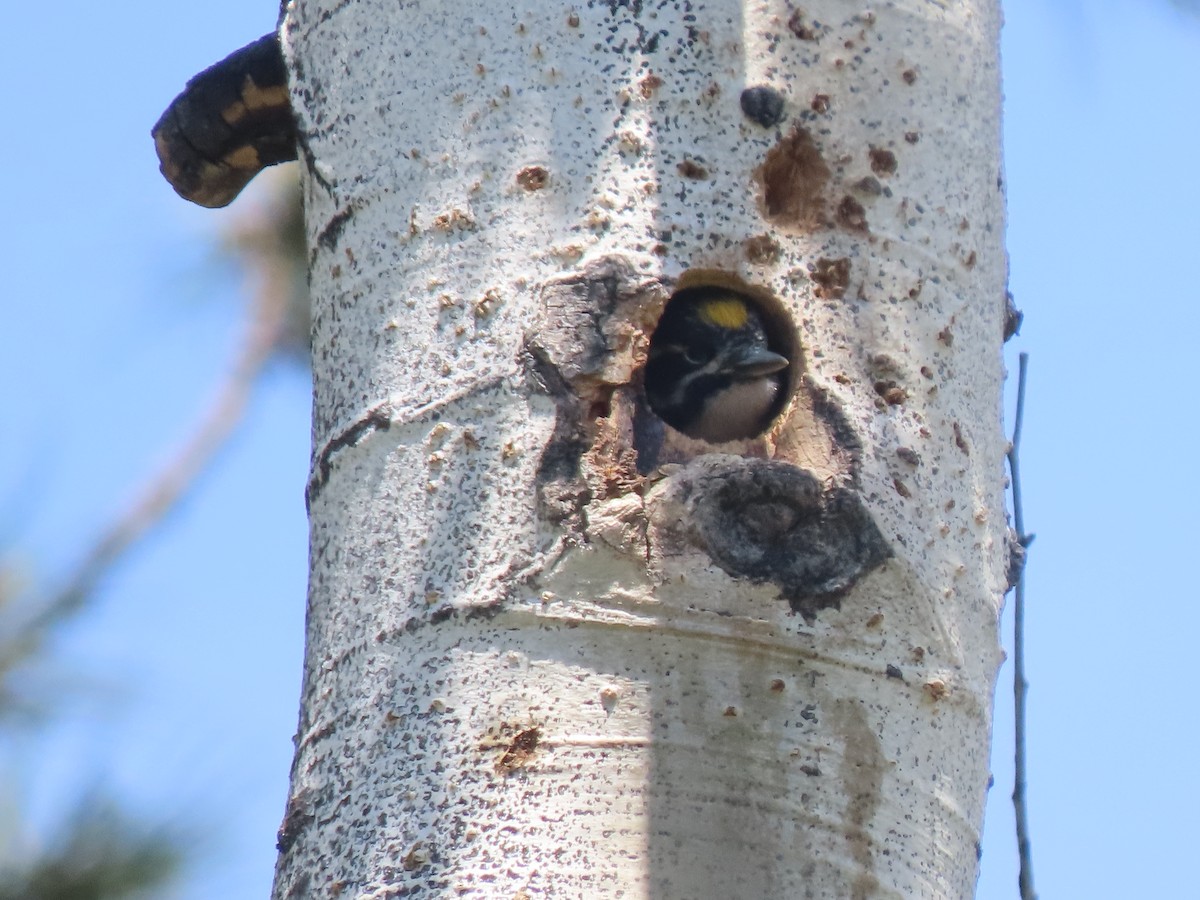 American Three-toed Woodpecker - ML595176711