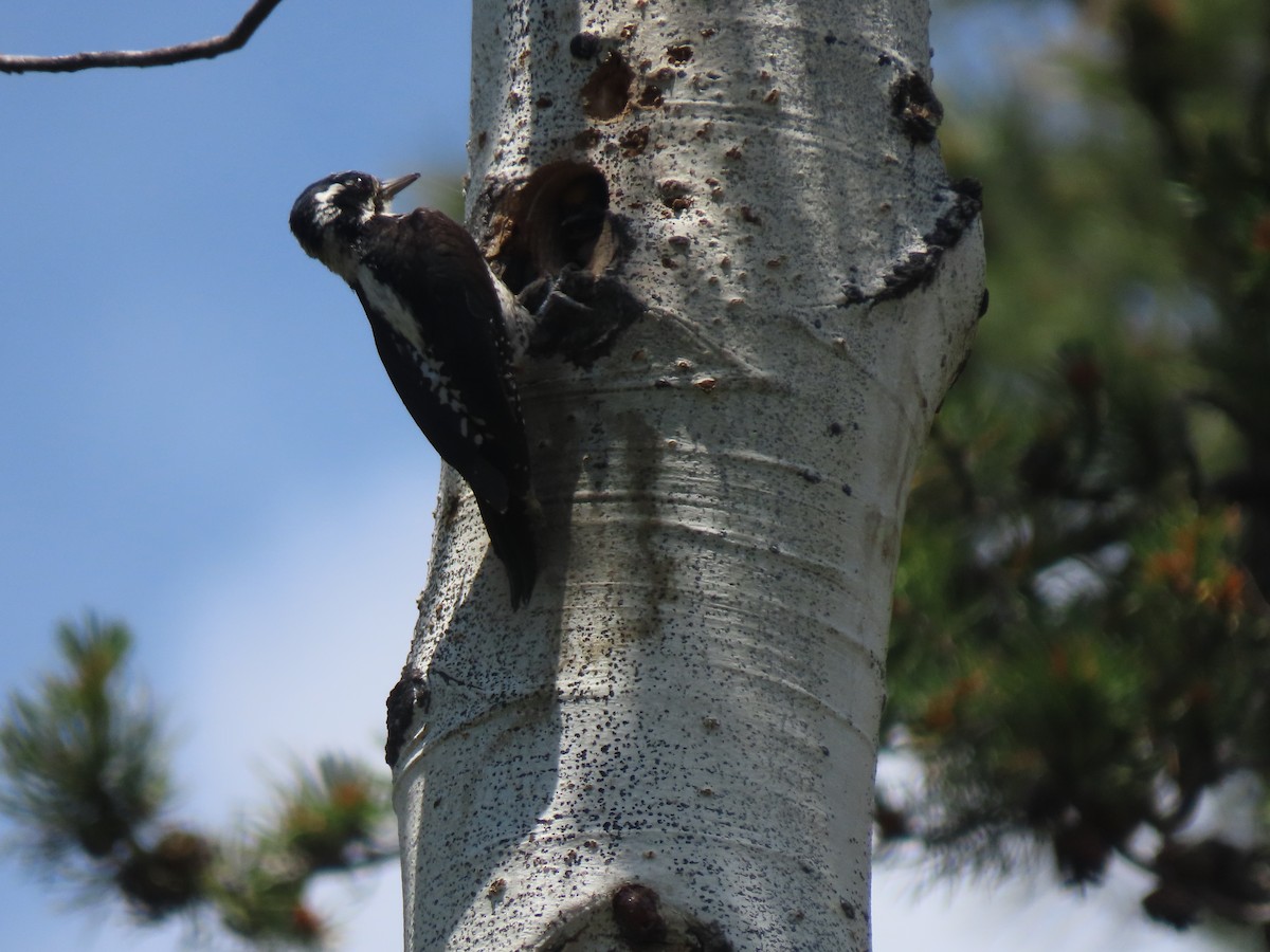 American Three-toed Woodpecker - ML595176741