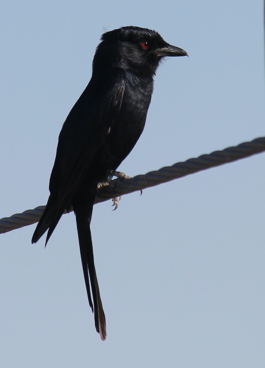 Fork-tailed Drongo - ML595176761