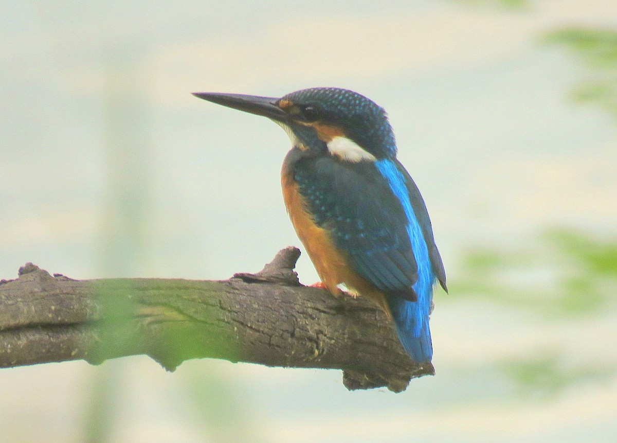 Common Kingfisher - ML595177151