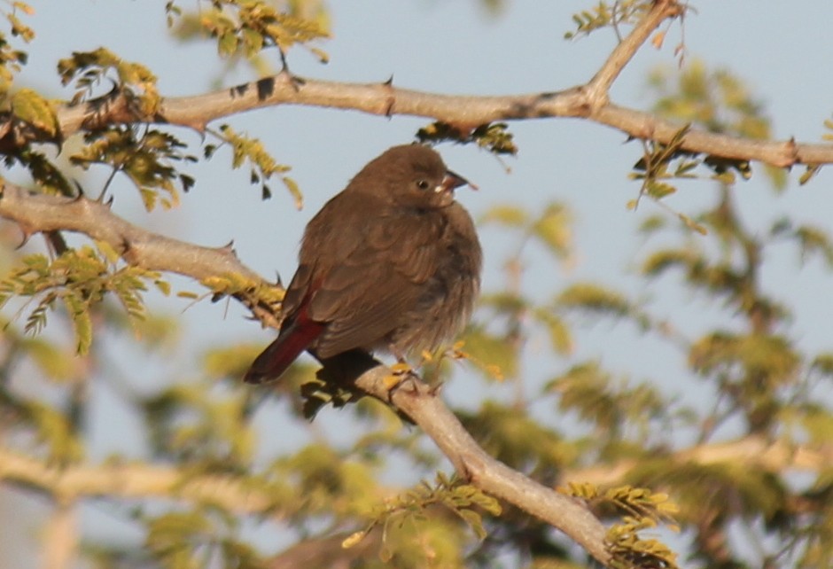 firefinch sp. - ML595177831