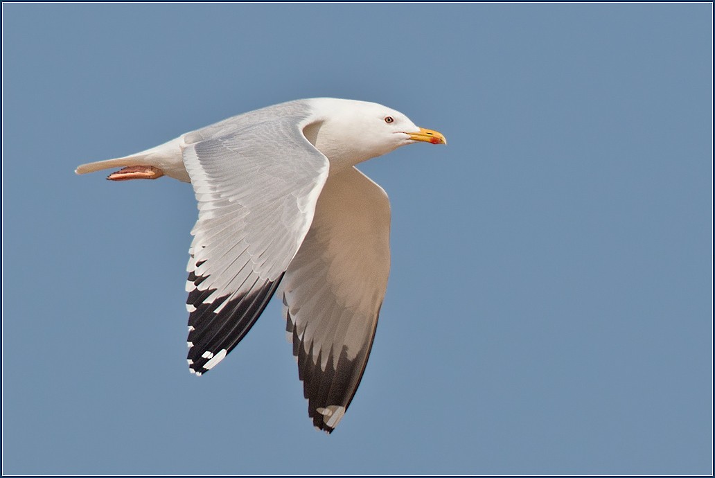 Mongolian Gull - ML595178371
