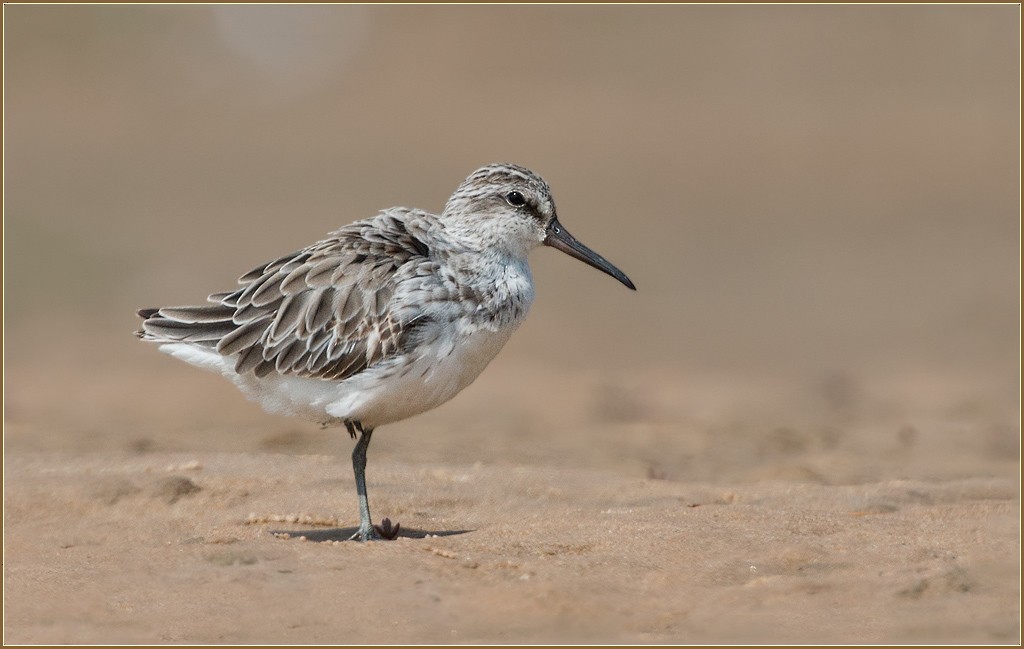 Broad-billed Sandpiper - ML595178691