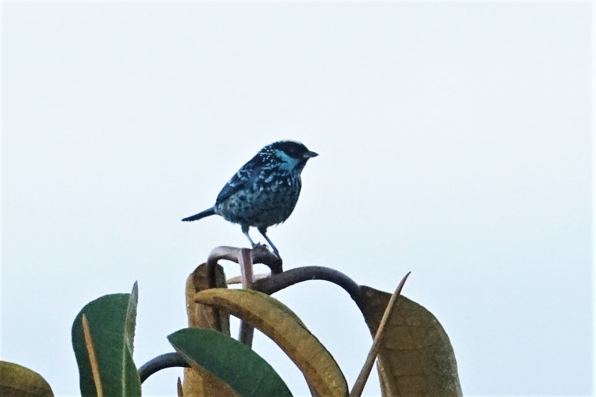 Beryl-spangled Tanager - ML59517971