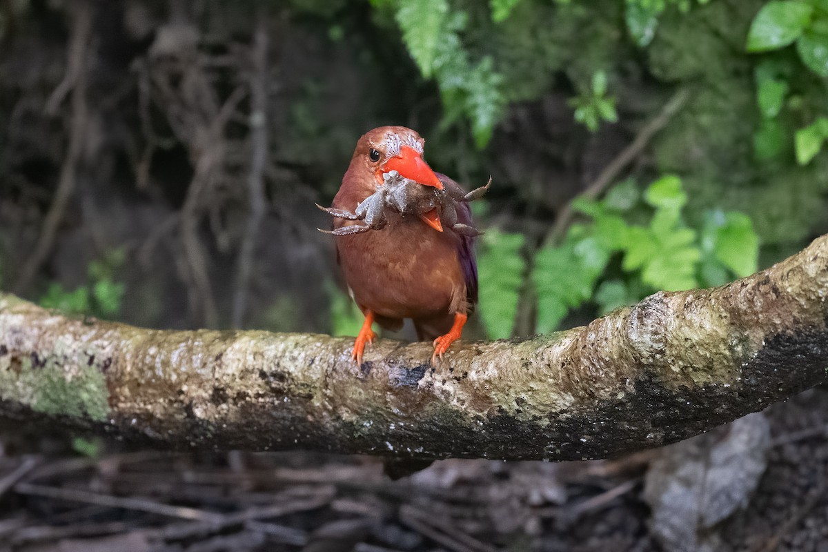 Ruddy Kingfisher - ML595179781