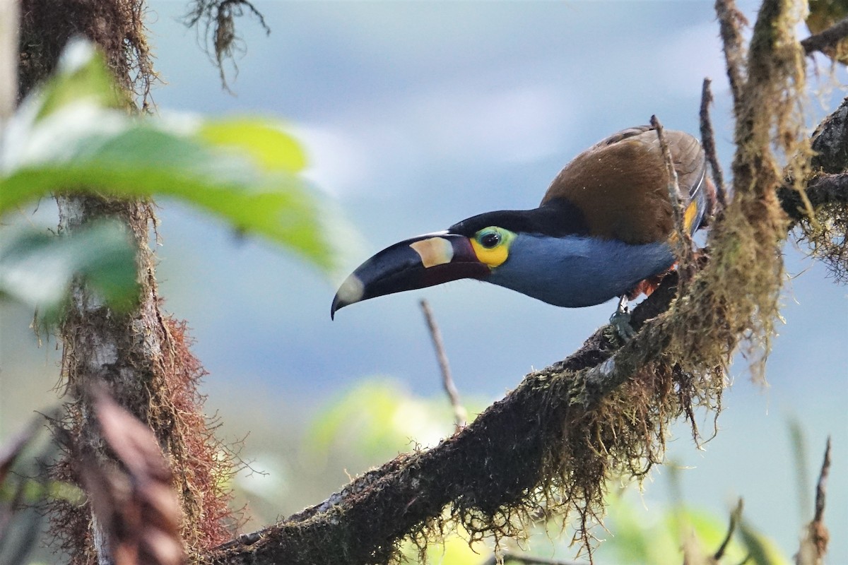 Plate-billed Mountain-Toucan - ML59518011