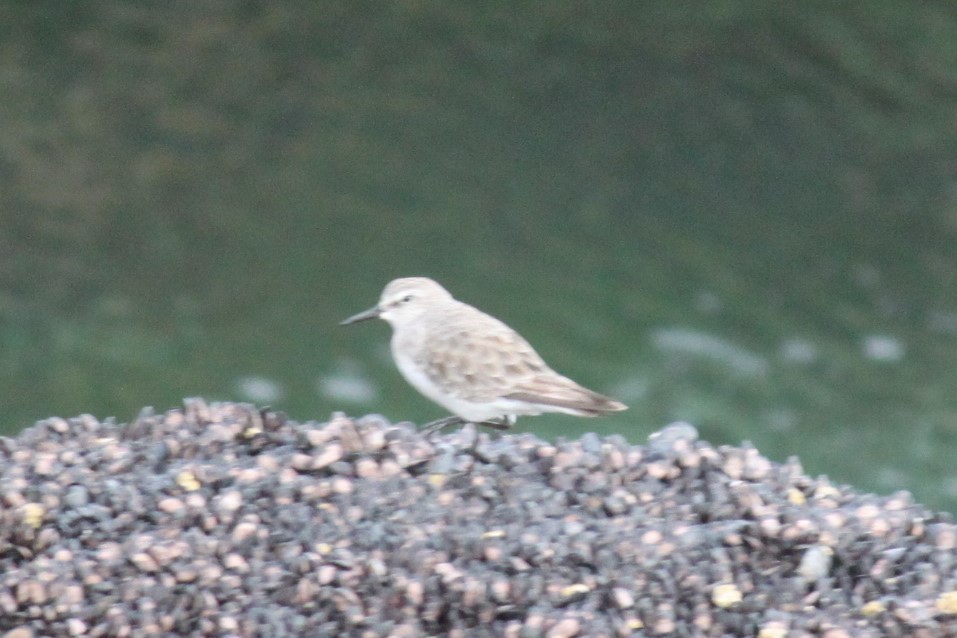 White-rumped Sandpiper - ML595180111