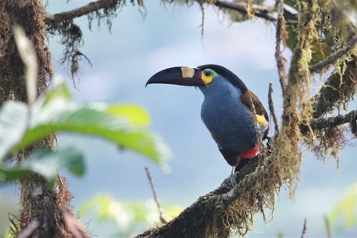 Plate-billed Mountain-Toucan - ML59518041