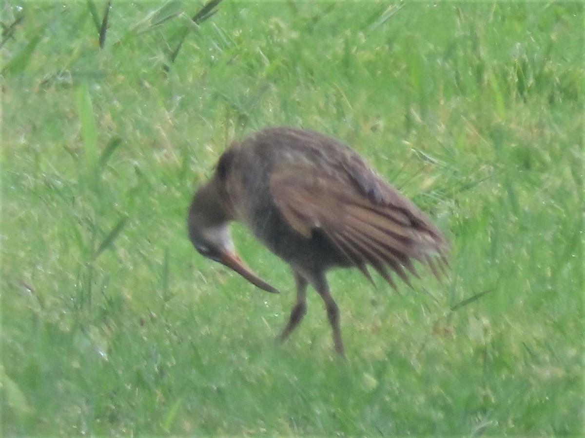 Clapper Rail - ML595180521