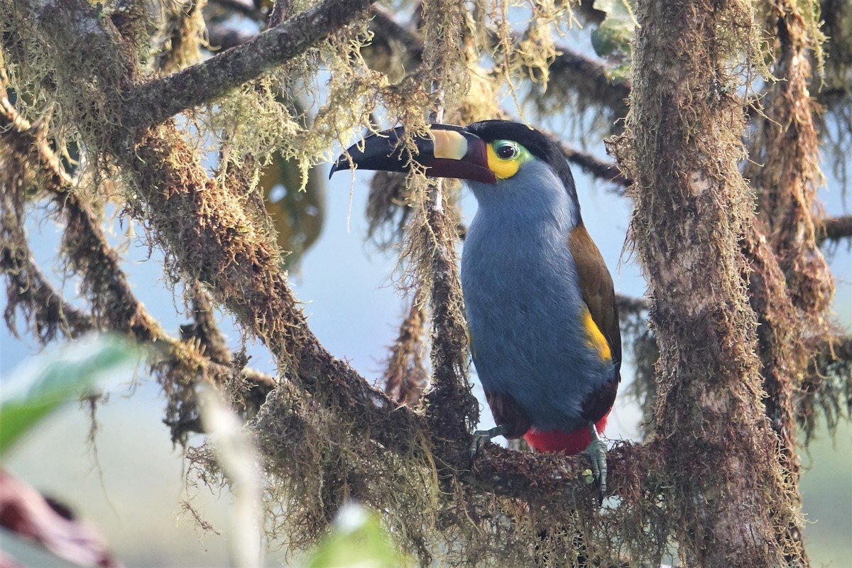 Plate-billed Mountain-Toucan - ML59518091