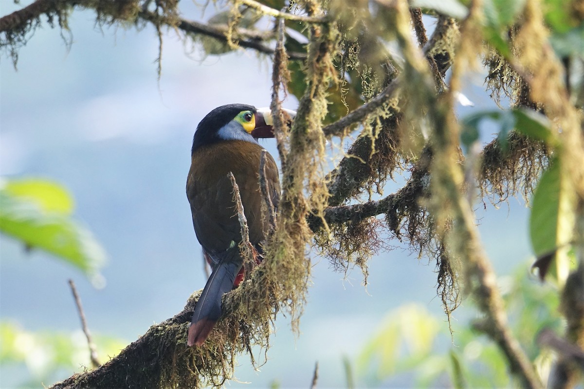 Plate-billed Mountain-Toucan - ML59518121