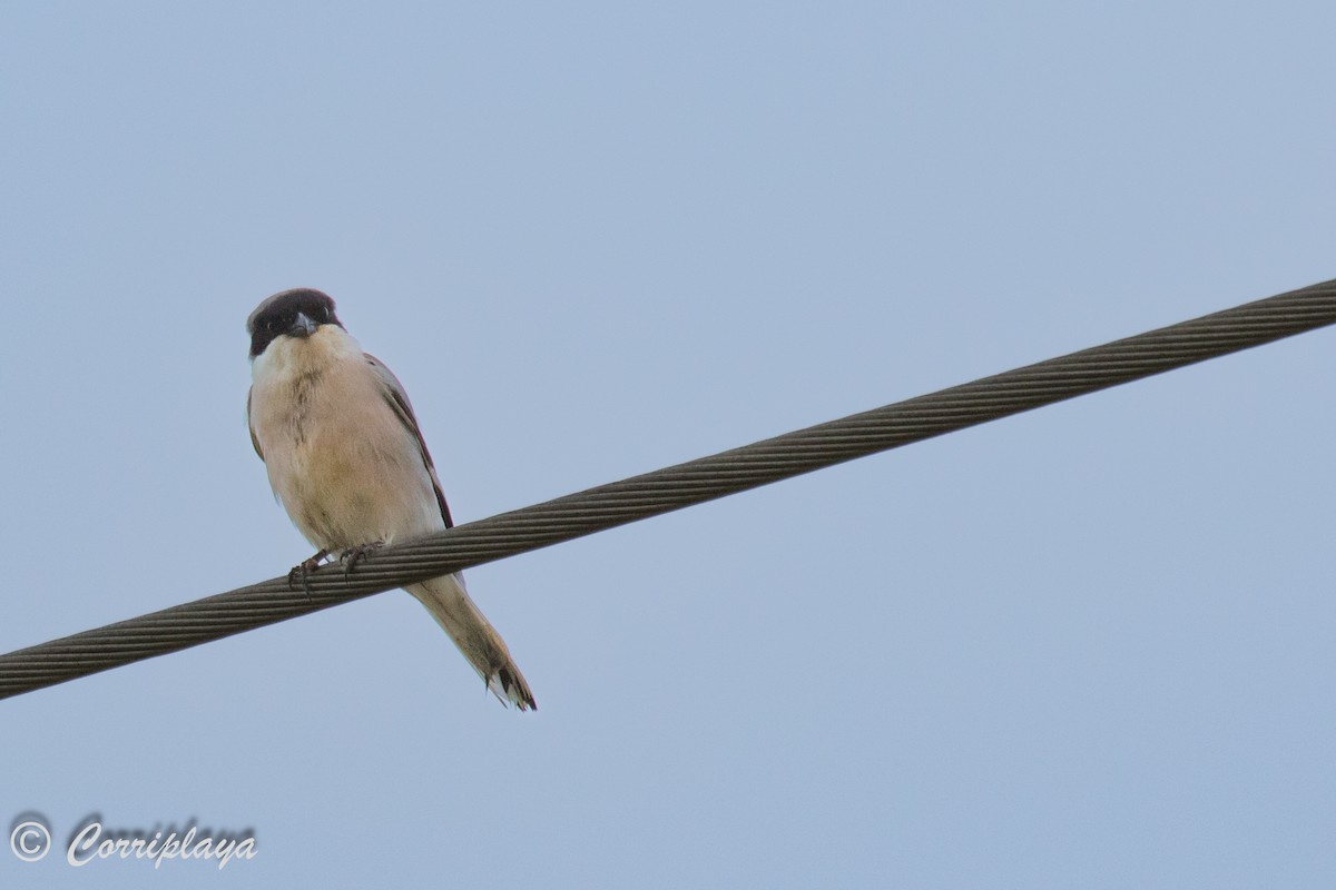 Lesser Gray Shrike - ML595182171