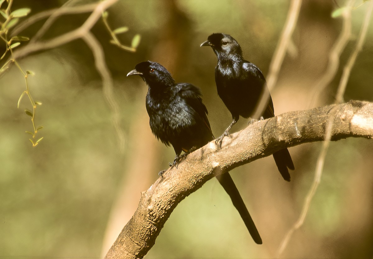 Bristle-crowned Starling - ML595182421