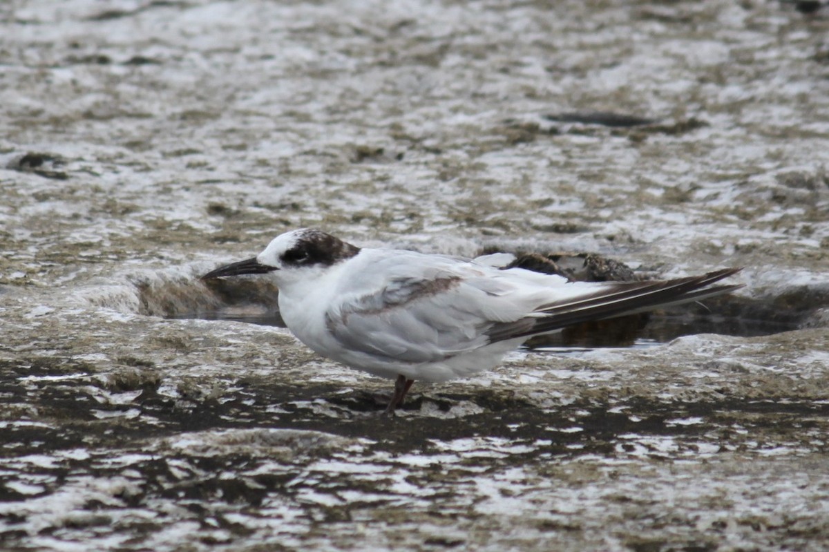 Common Tern - ML595182431