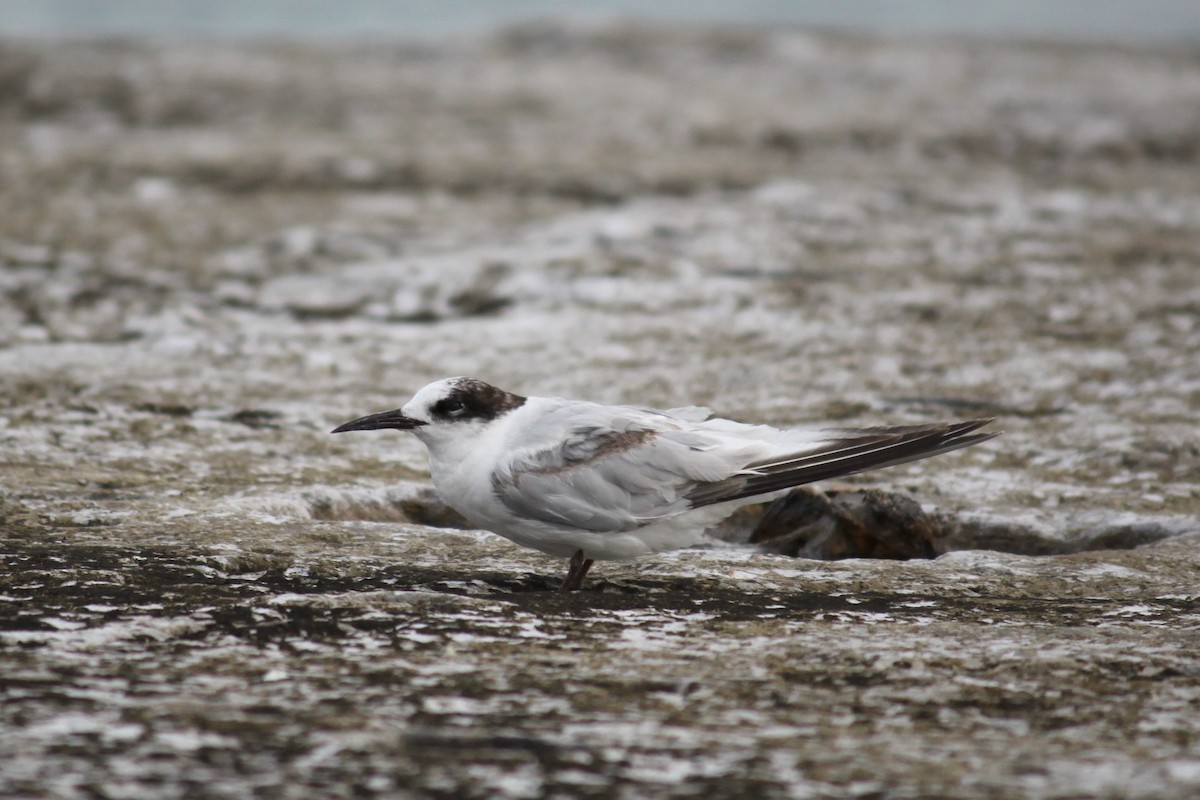 Common Tern - ML595182441