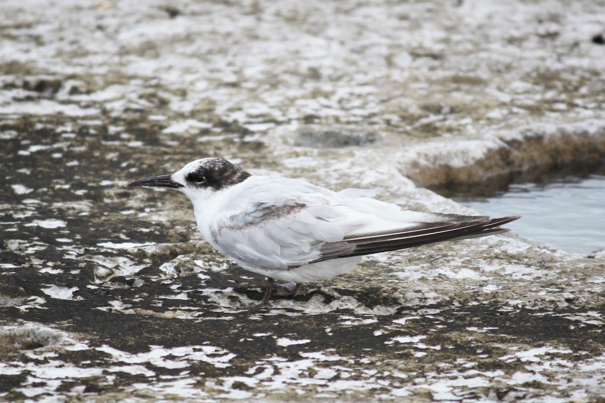 Common Tern - ML595182451