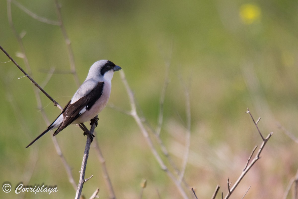 Lesser Gray Shrike - ML595182481