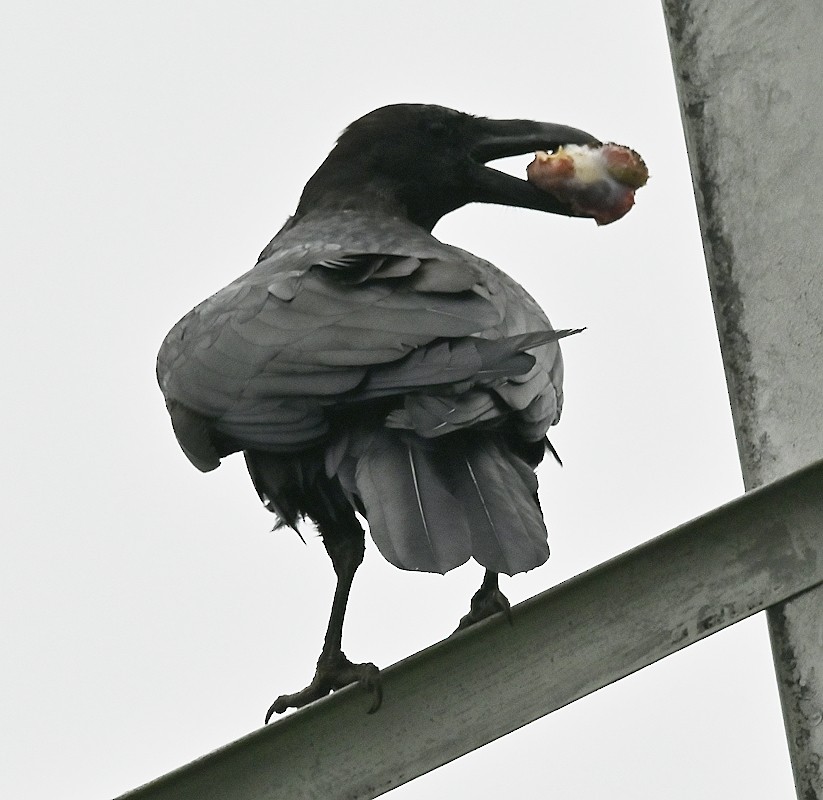 Common Raven - Regis Fortin