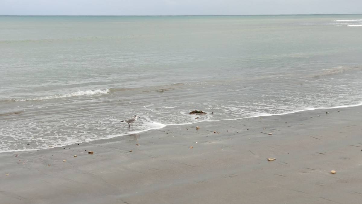 Laughing Gull - ML595184581