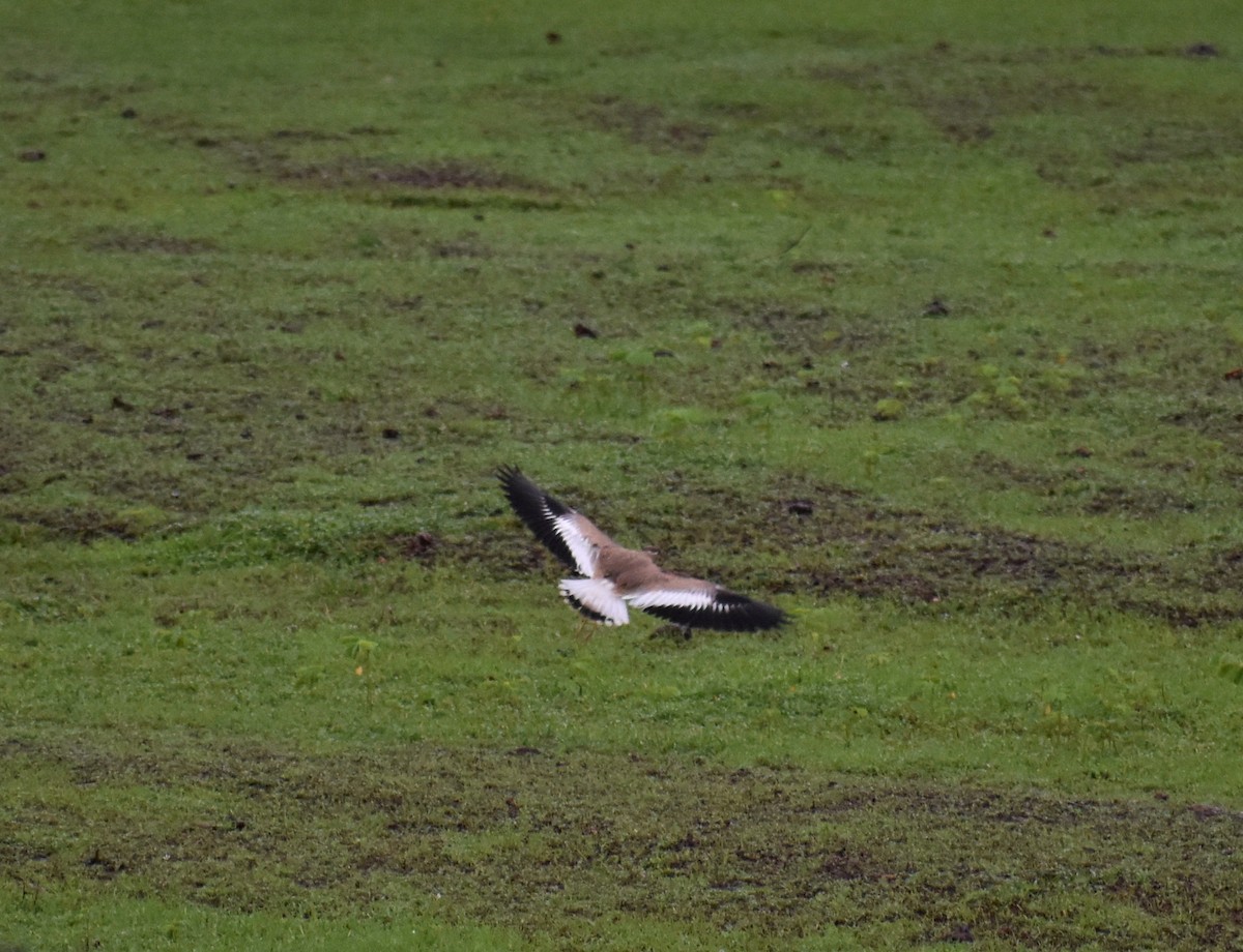 Yellow-wattled Lapwing - ML595185321