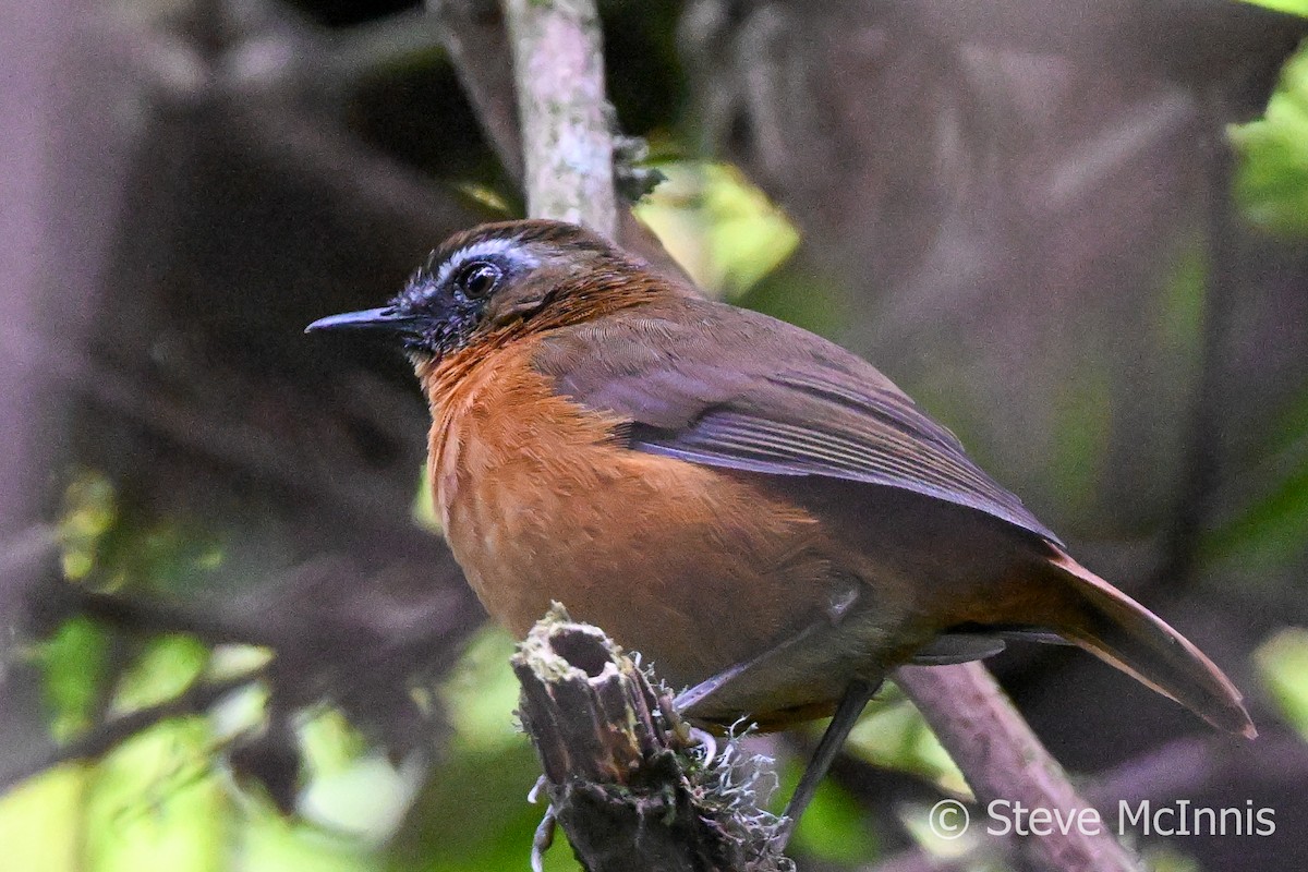 Archer's Robin-Chat - Steve McInnis