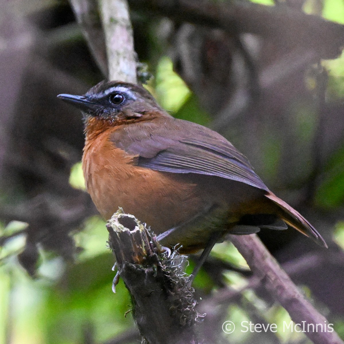 Archer's Robin-Chat - Steve McInnis