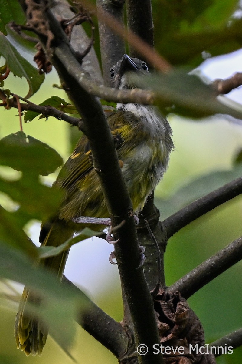 Lagden's Bushshrike - ML595185791