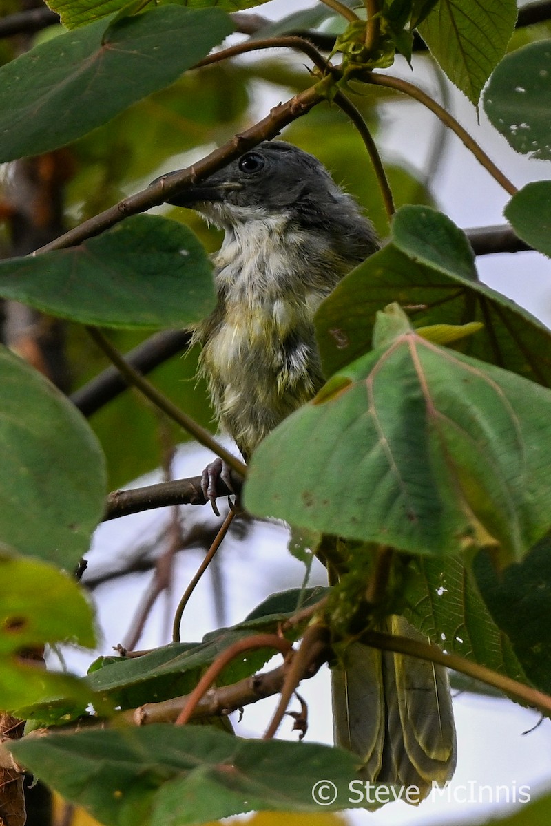 Lagden's Bushshrike - Steve McInnis