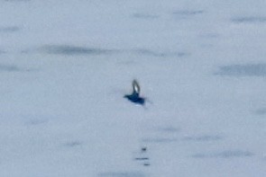 Pigeon Guillemot - ML595187051