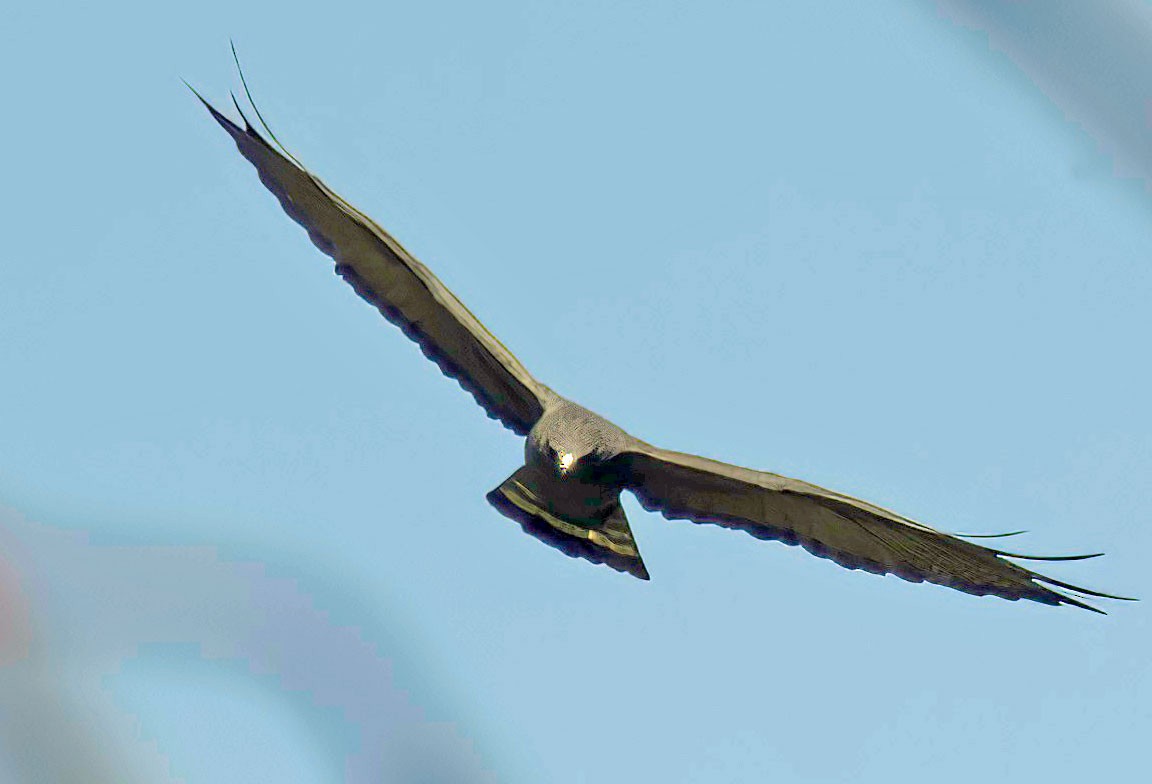 Zone-tailed Hawk - ML595187081