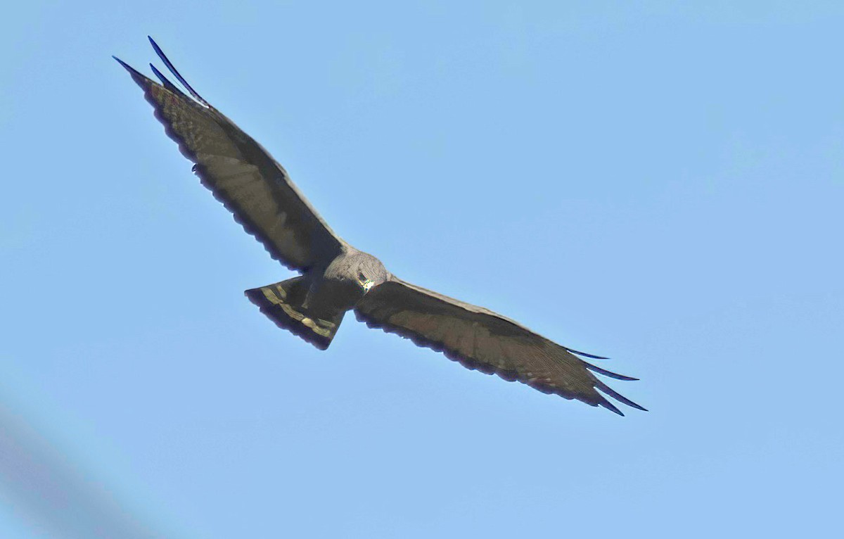 Zone-tailed Hawk - ML595187091