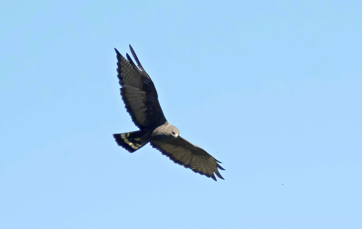 Zone-tailed Hawk - ML595187101